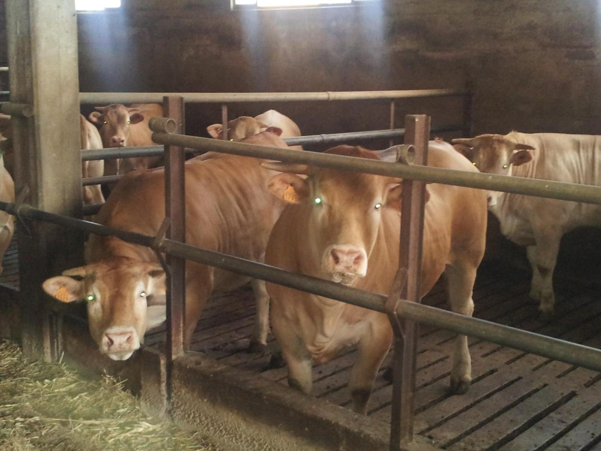 Agriturismo Ca' Del Gal Valeggio sul Mincio Eksteriør bilde