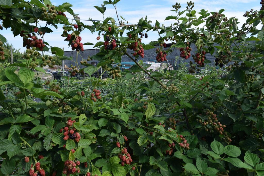 Agriturismo Ca' Del Gal Valeggio sul Mincio Eksteriør bilde